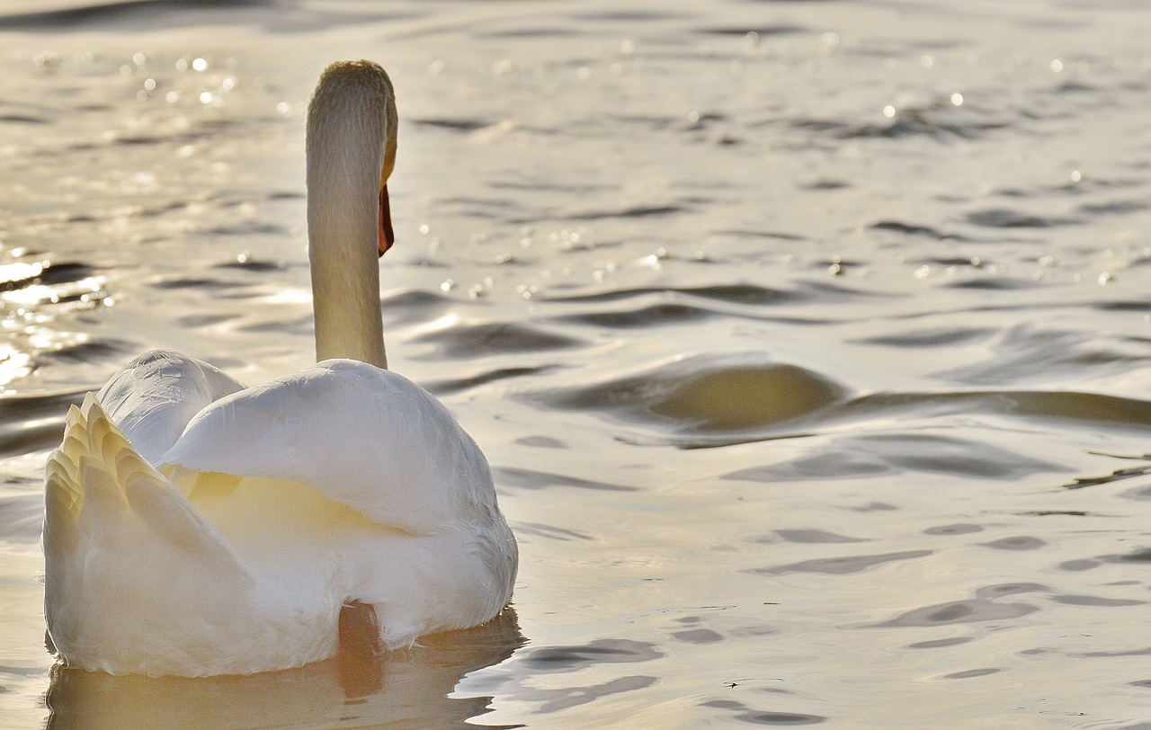 swan water lake constance free photo