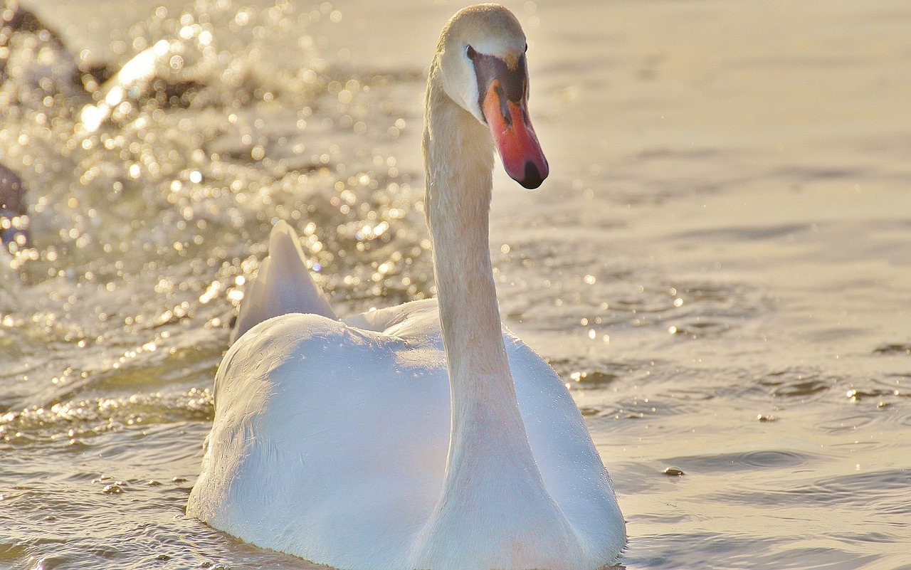 swan water lake constance free photo