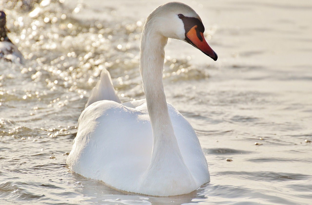 swan water lake constance free photo