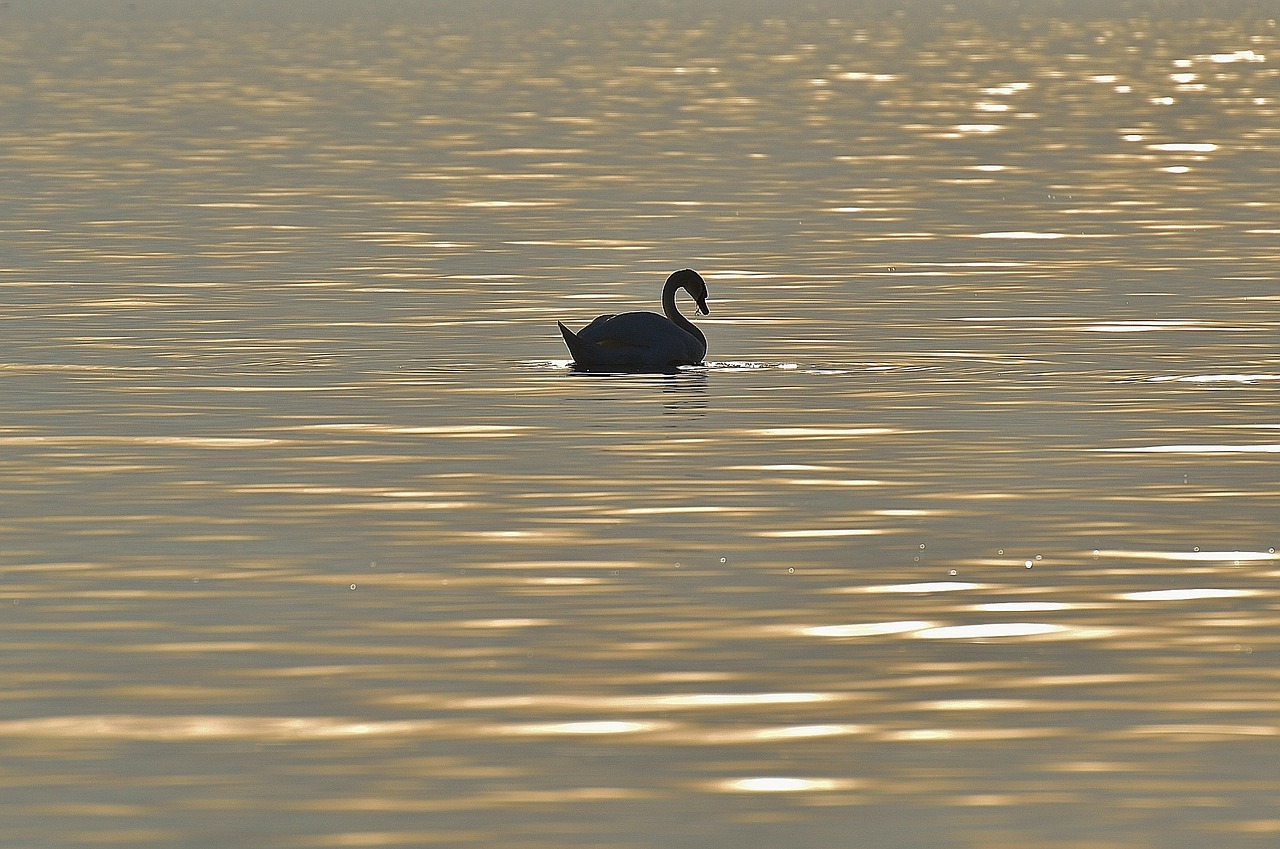 swan silhouette water free photo