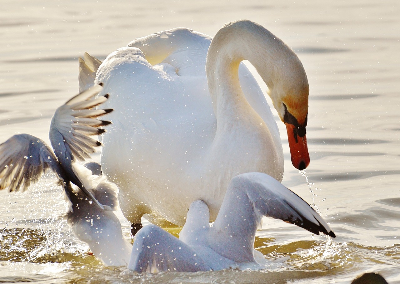 swan gulls dispute free photo