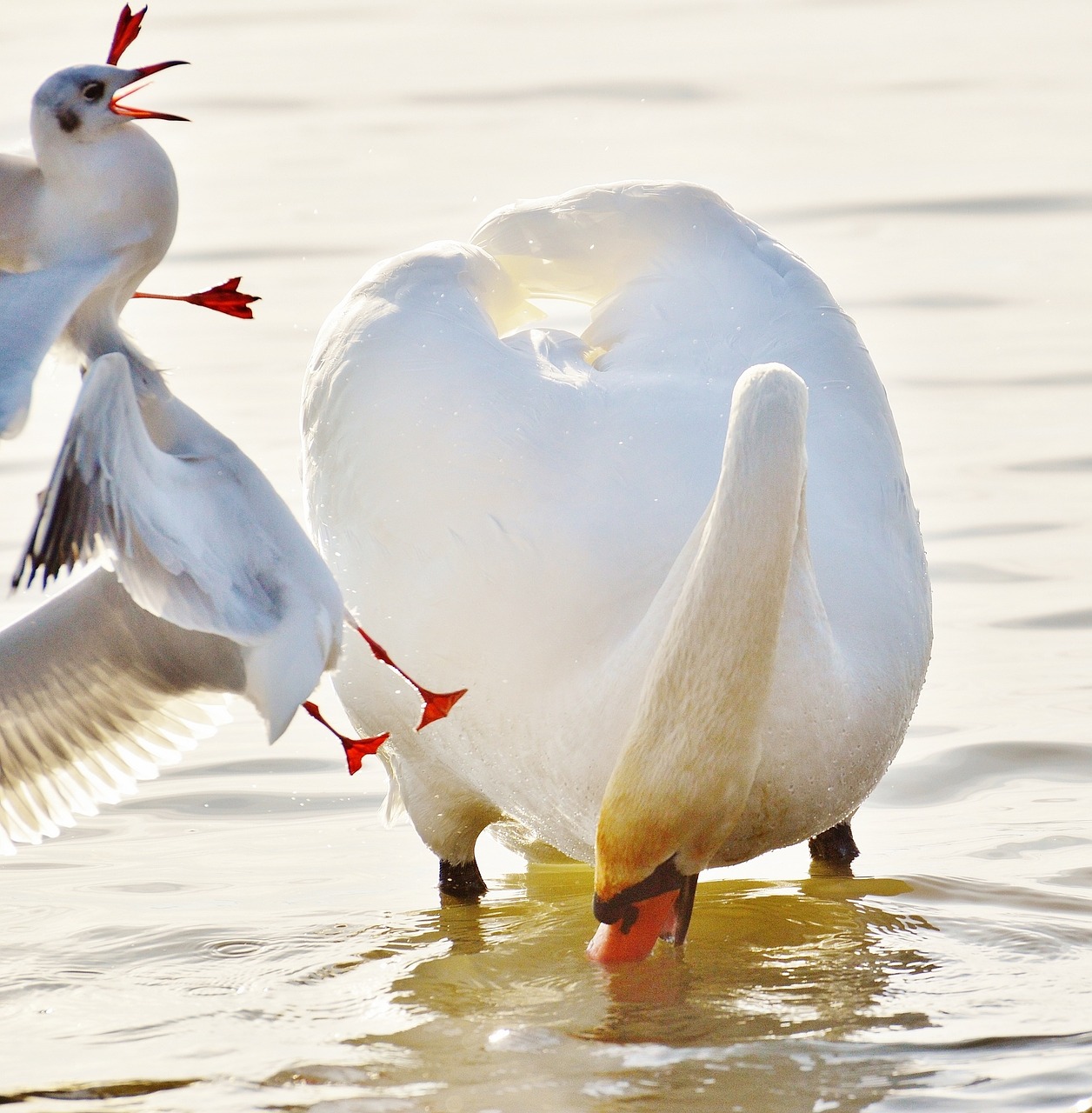 swan gulls dispute free photo