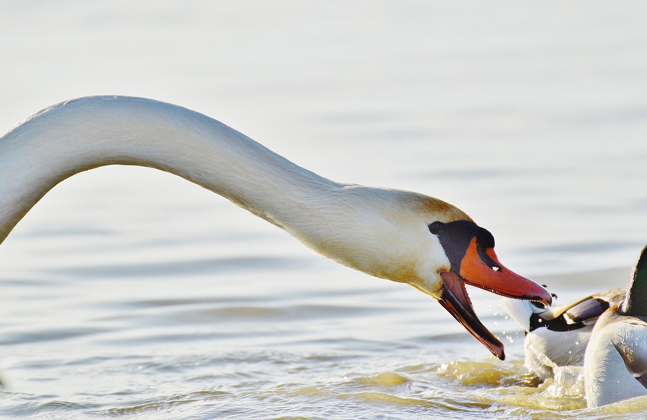 swan bite ducks free photo