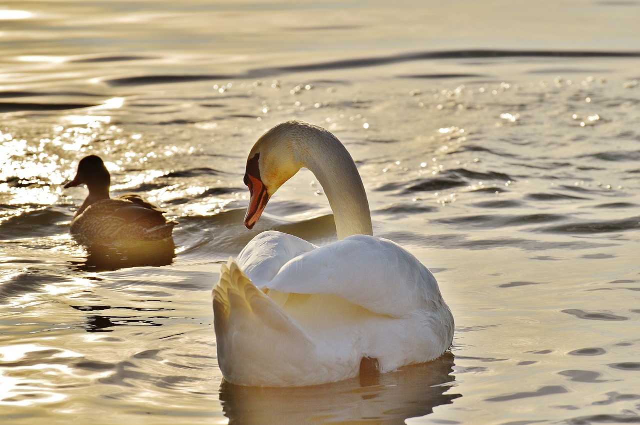 swan duck water free photo