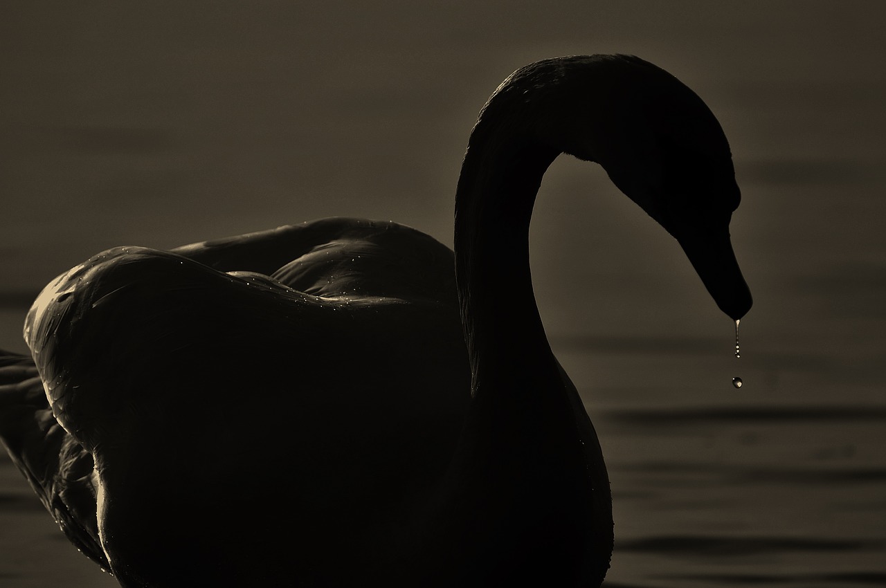 swan silhouette drop of water free photo