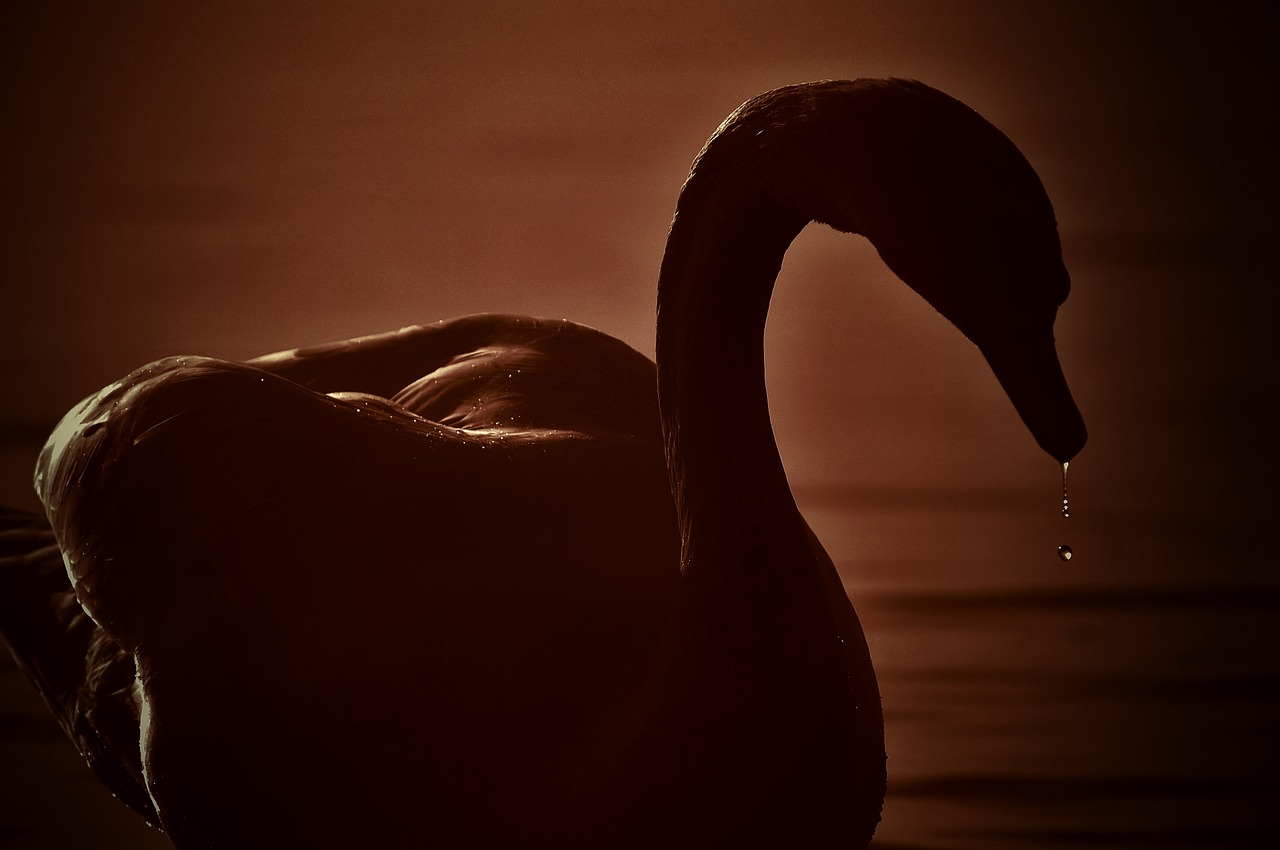 swan silhouette drop of water free photo