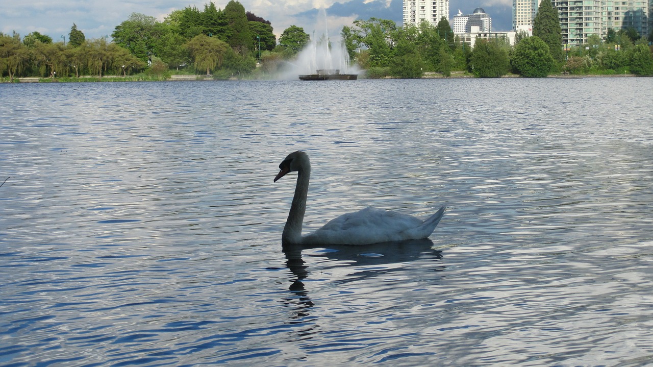 swan lake vancouver free photo