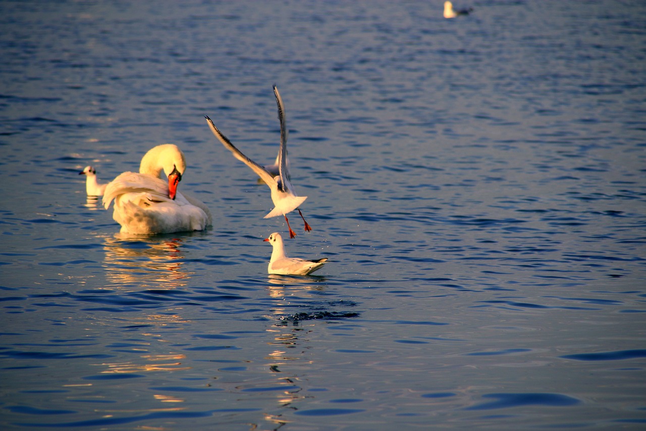 swan seagull lake free photo