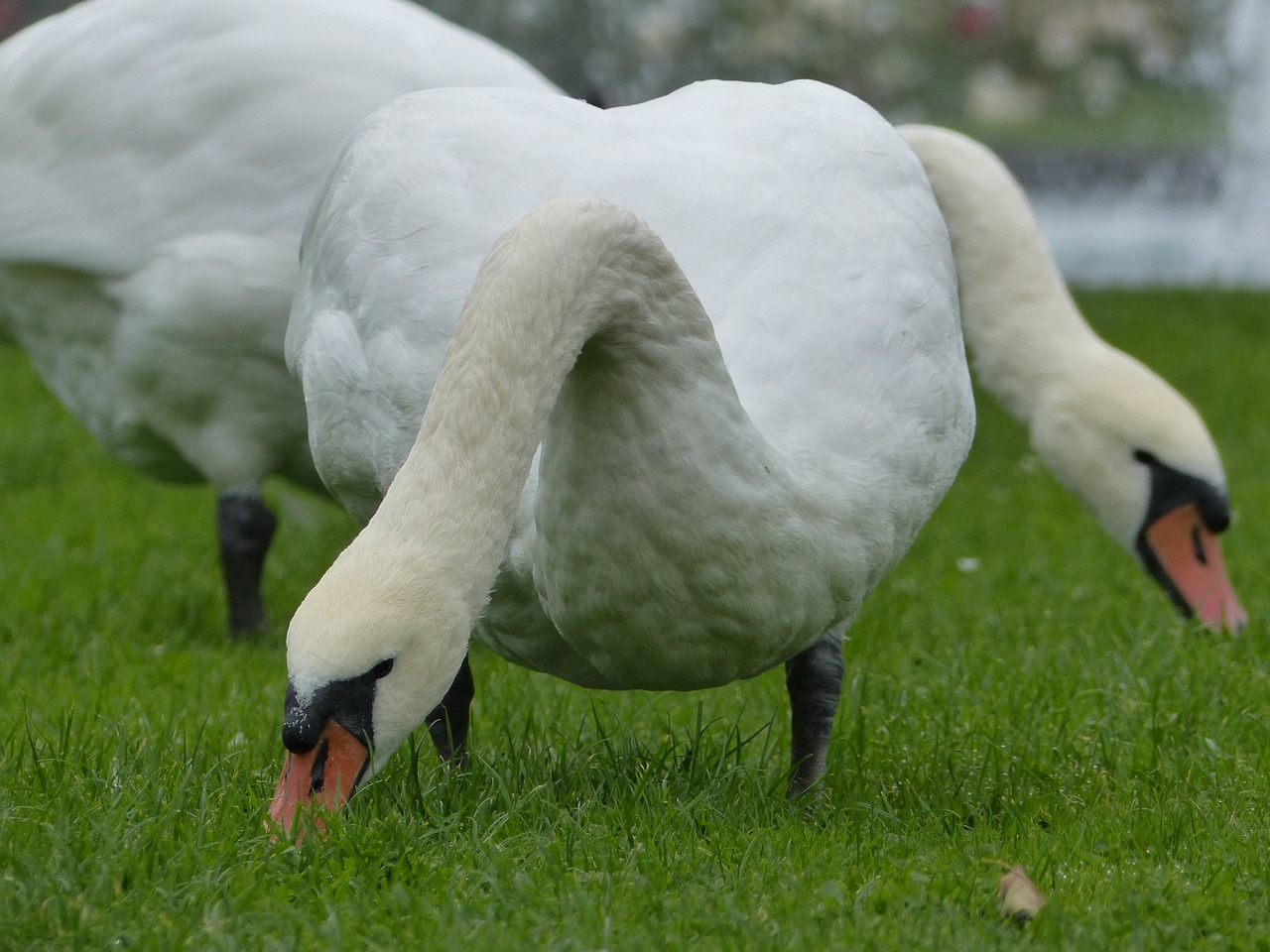 swan weis water bird free photo