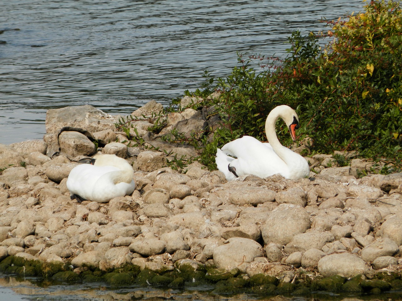 swan swans animals free photo