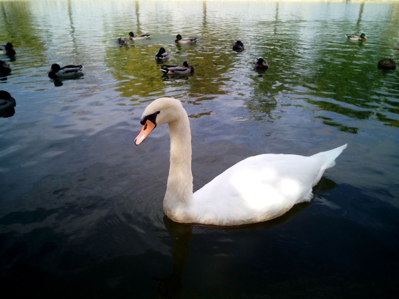 swan ducks lake free photo