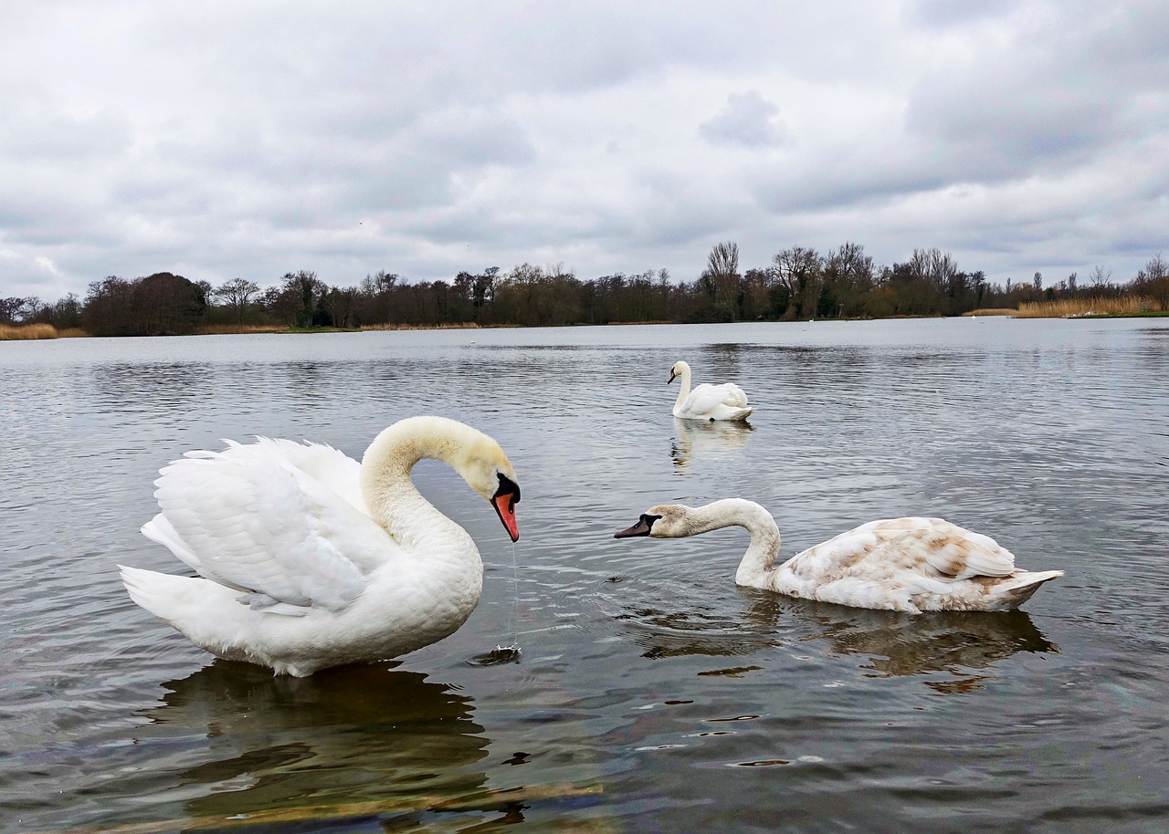 swan lake white free photo