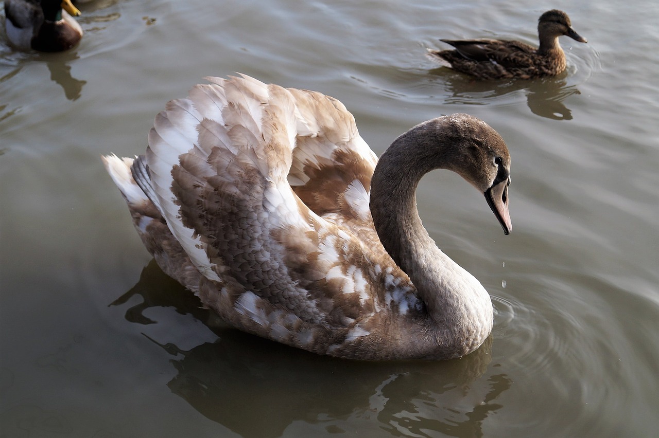 swan cub water bird free photo