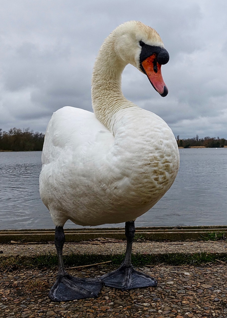 swan white lake free photo