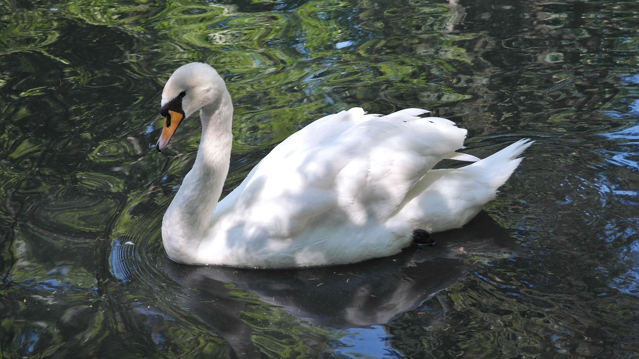 swan white bird free photo