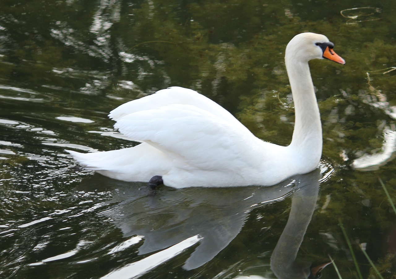 swan swimming water free photo