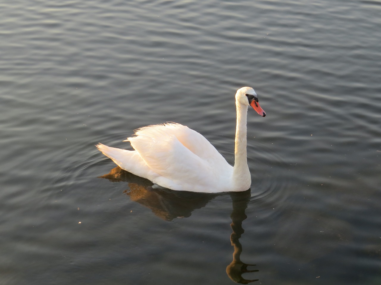 swan bird water free photo