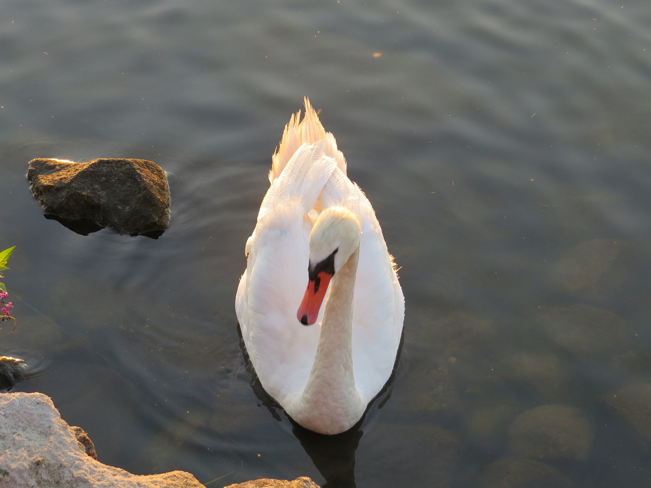 swan bird water free photo