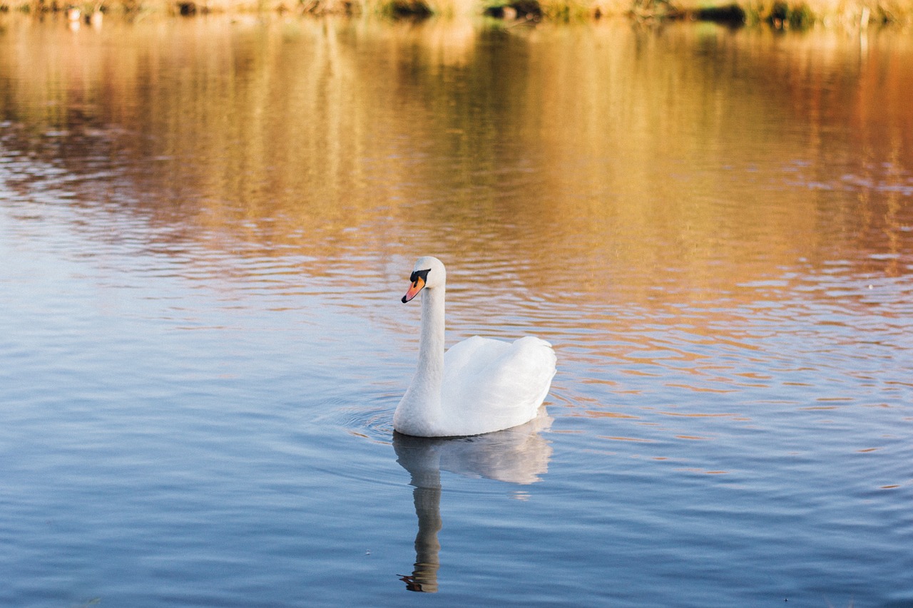 swan pond water free photo