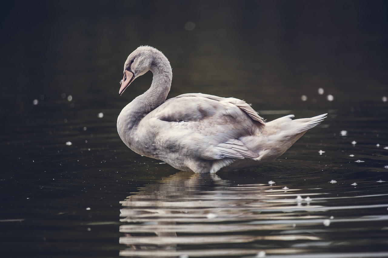 swan dirty bird free photo