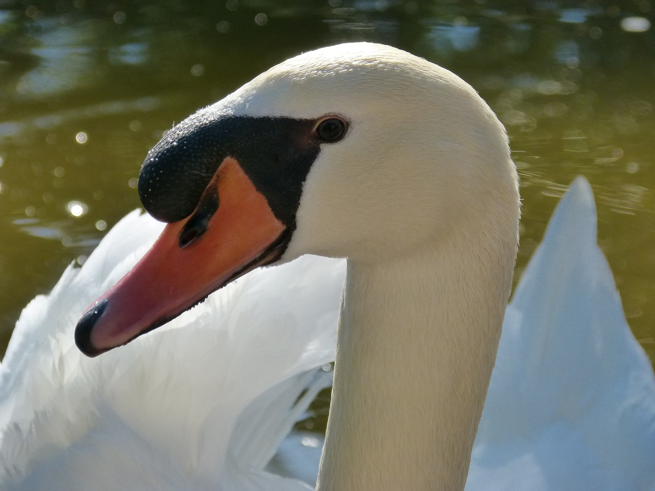 majestic swan park free photo