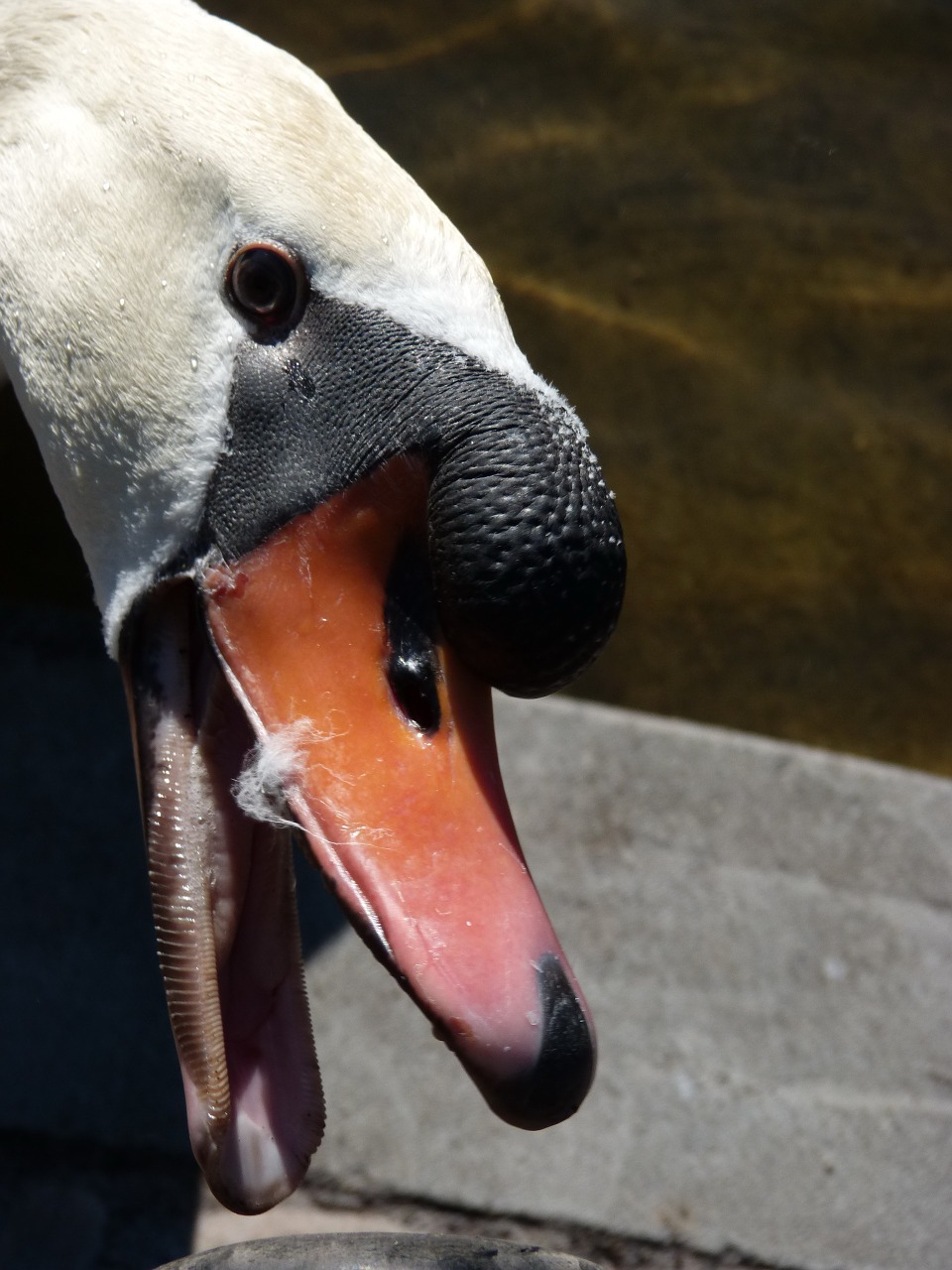 swan park red beak free photo