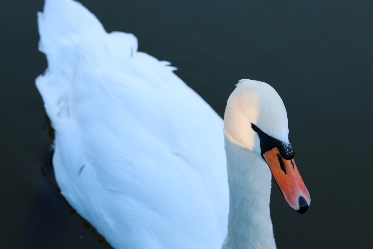 swan white bird free photo