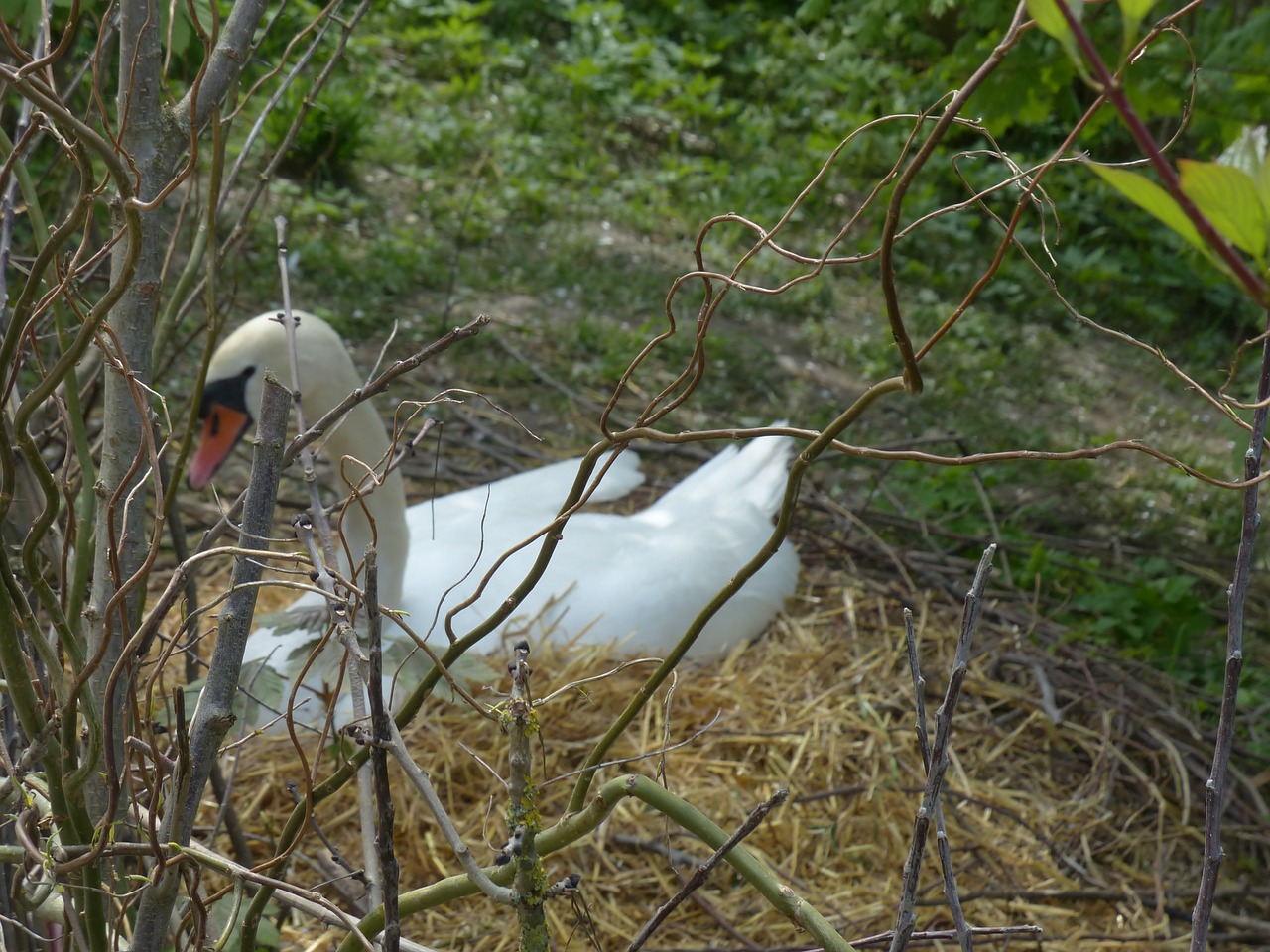 swan breed nest free photo