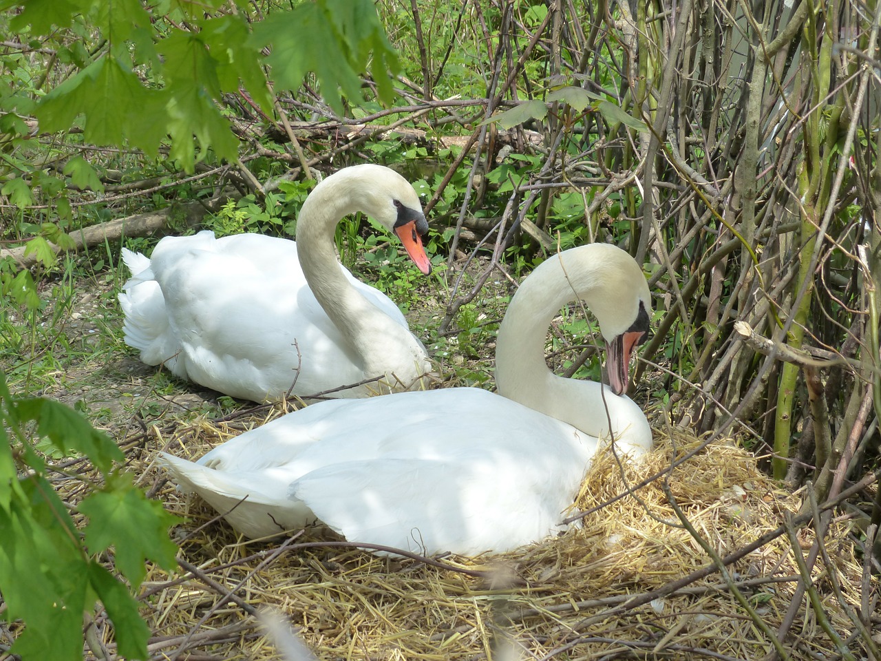 swan breed nest free photo