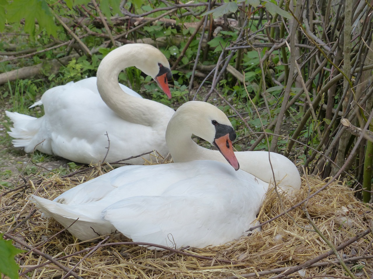 swan breed nest free photo