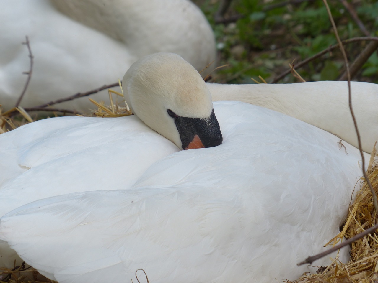 swan breed nest free photo