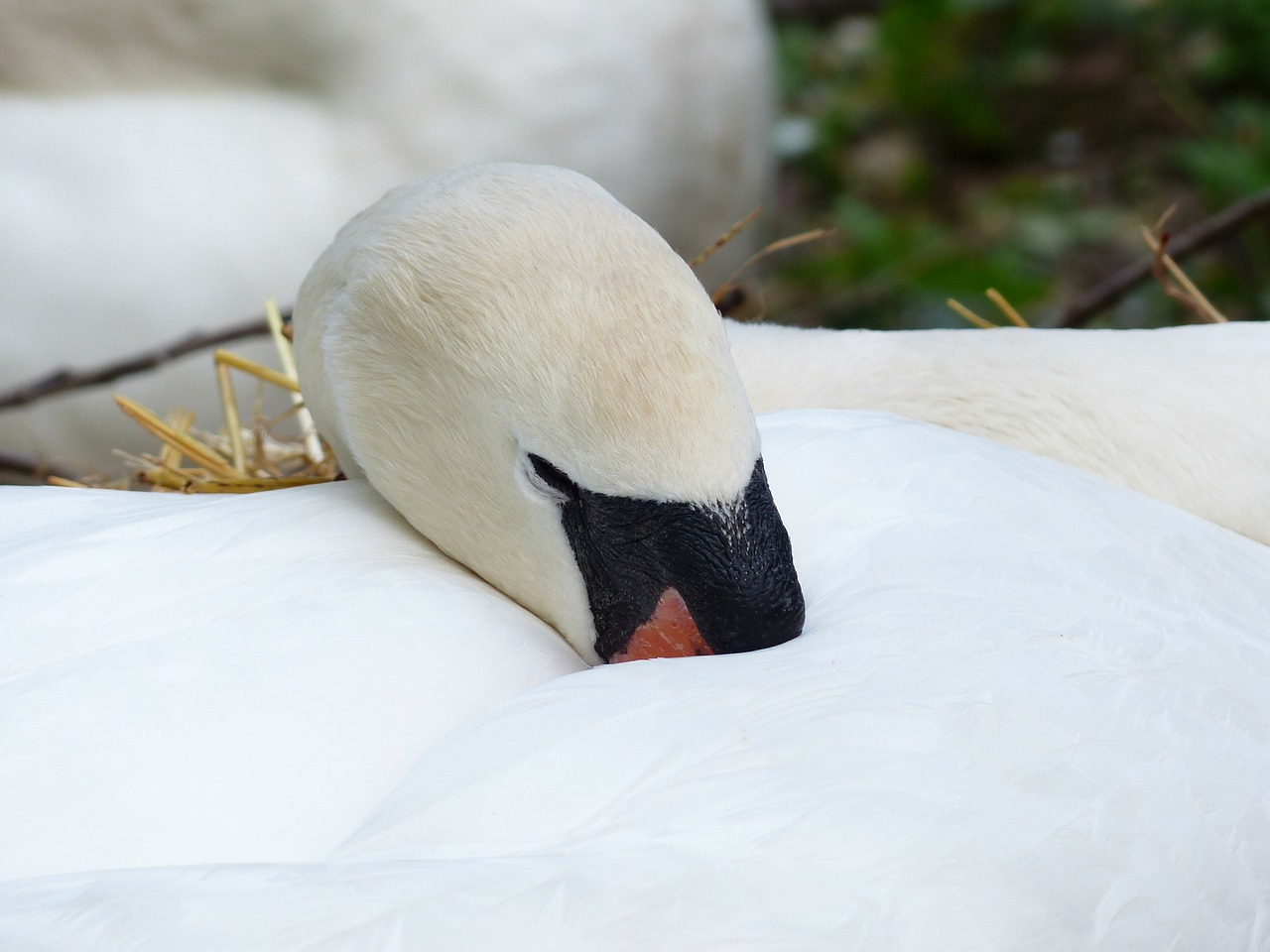 swan sleep rest free photo