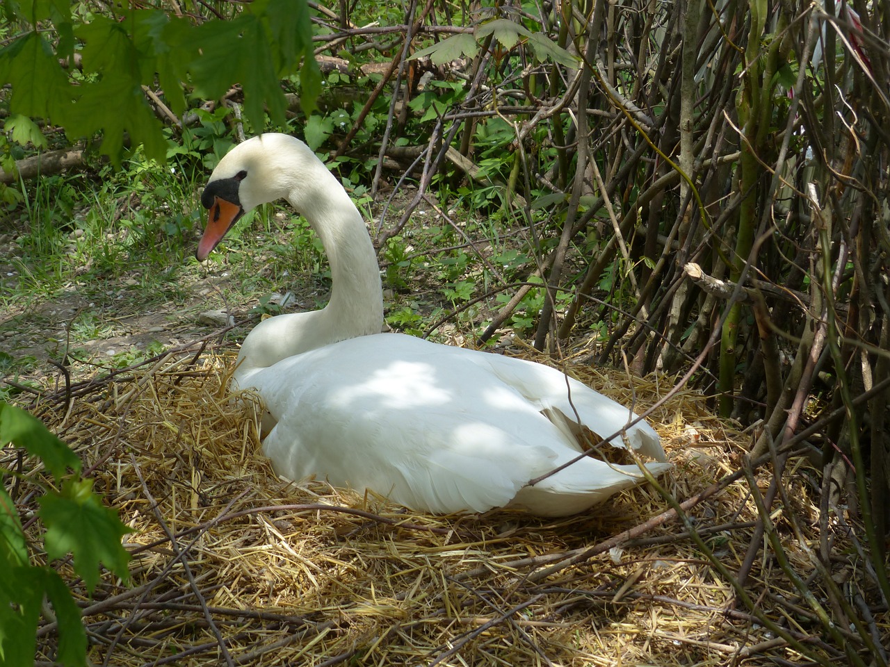 swan breed nest free photo