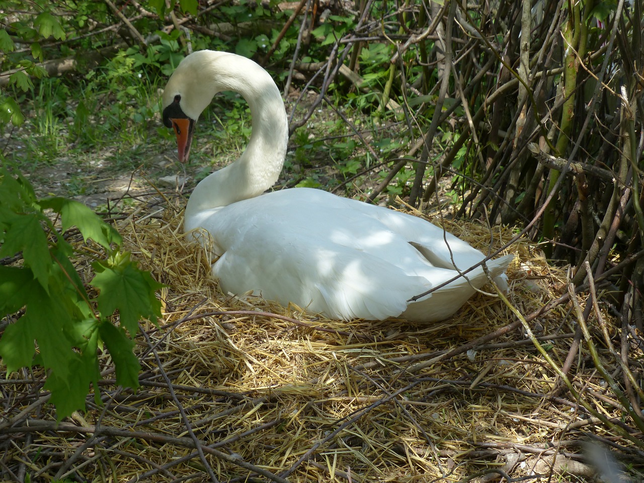 swan breed nest free photo