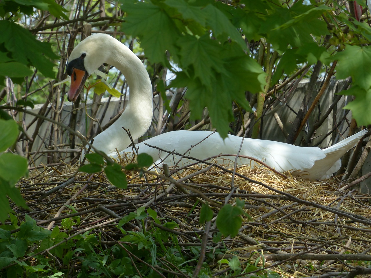 swan breed nest free photo