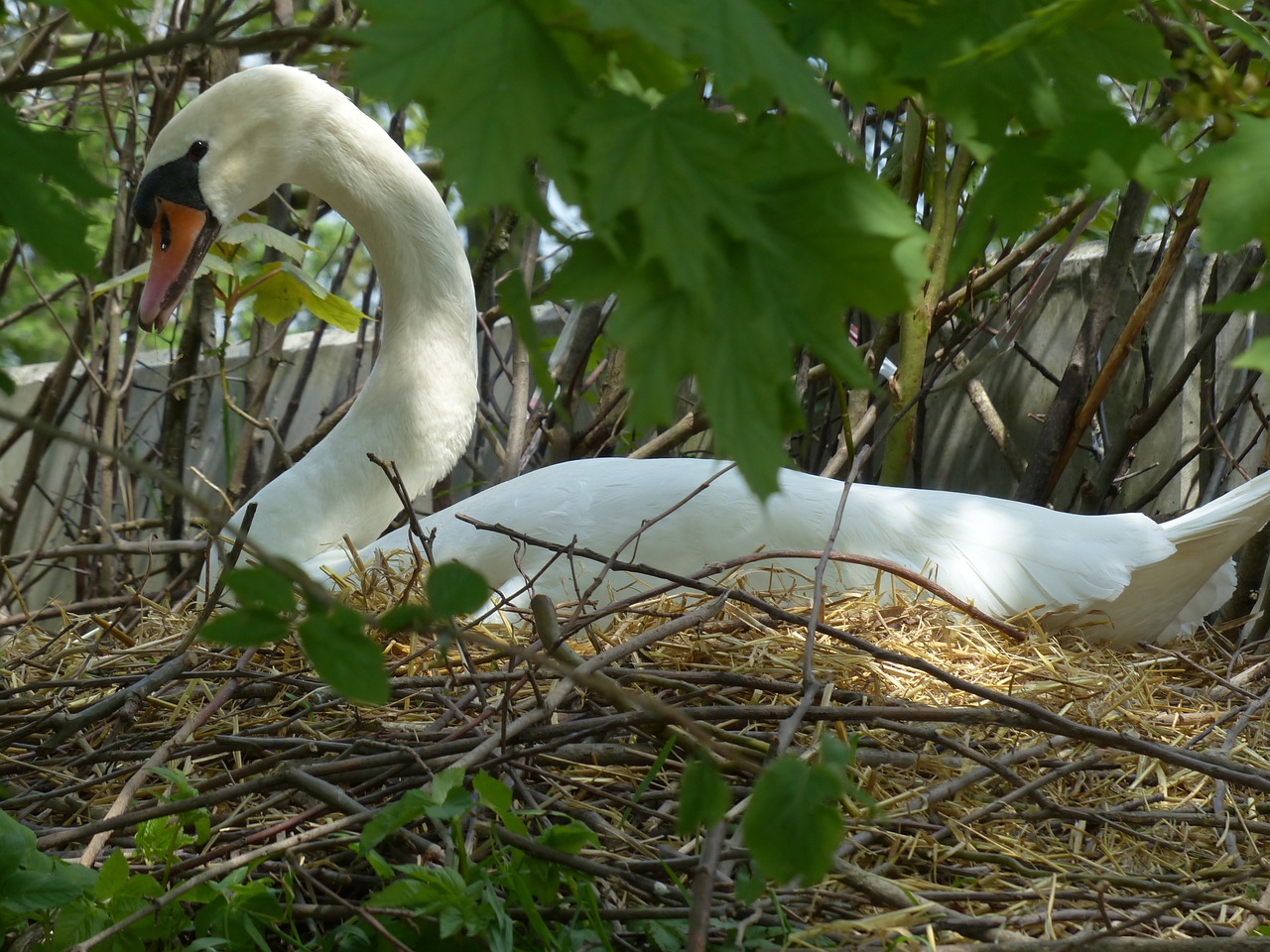 swan breed nest free photo