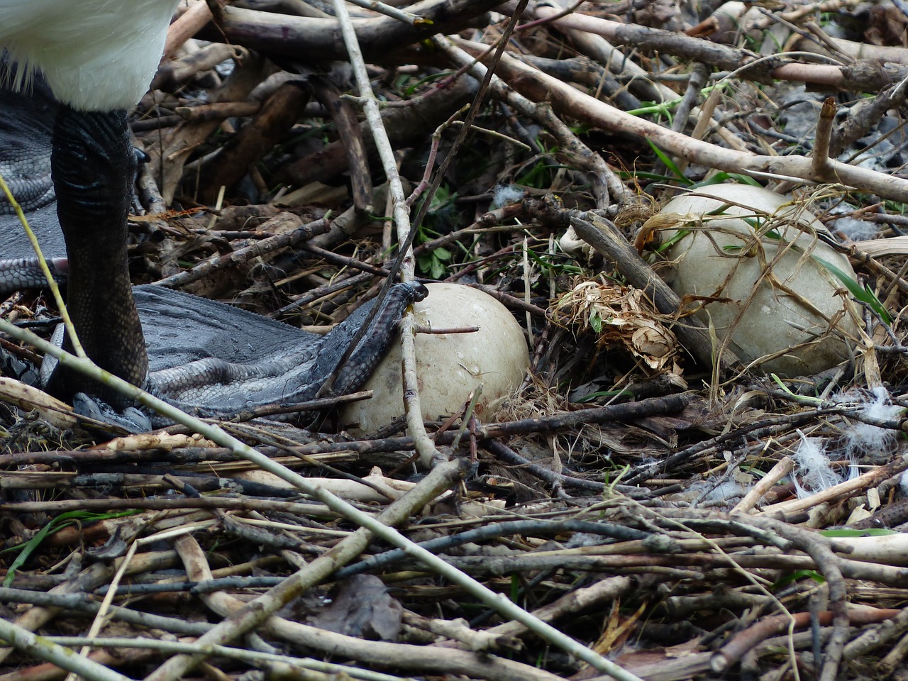 swan egg nest free photo