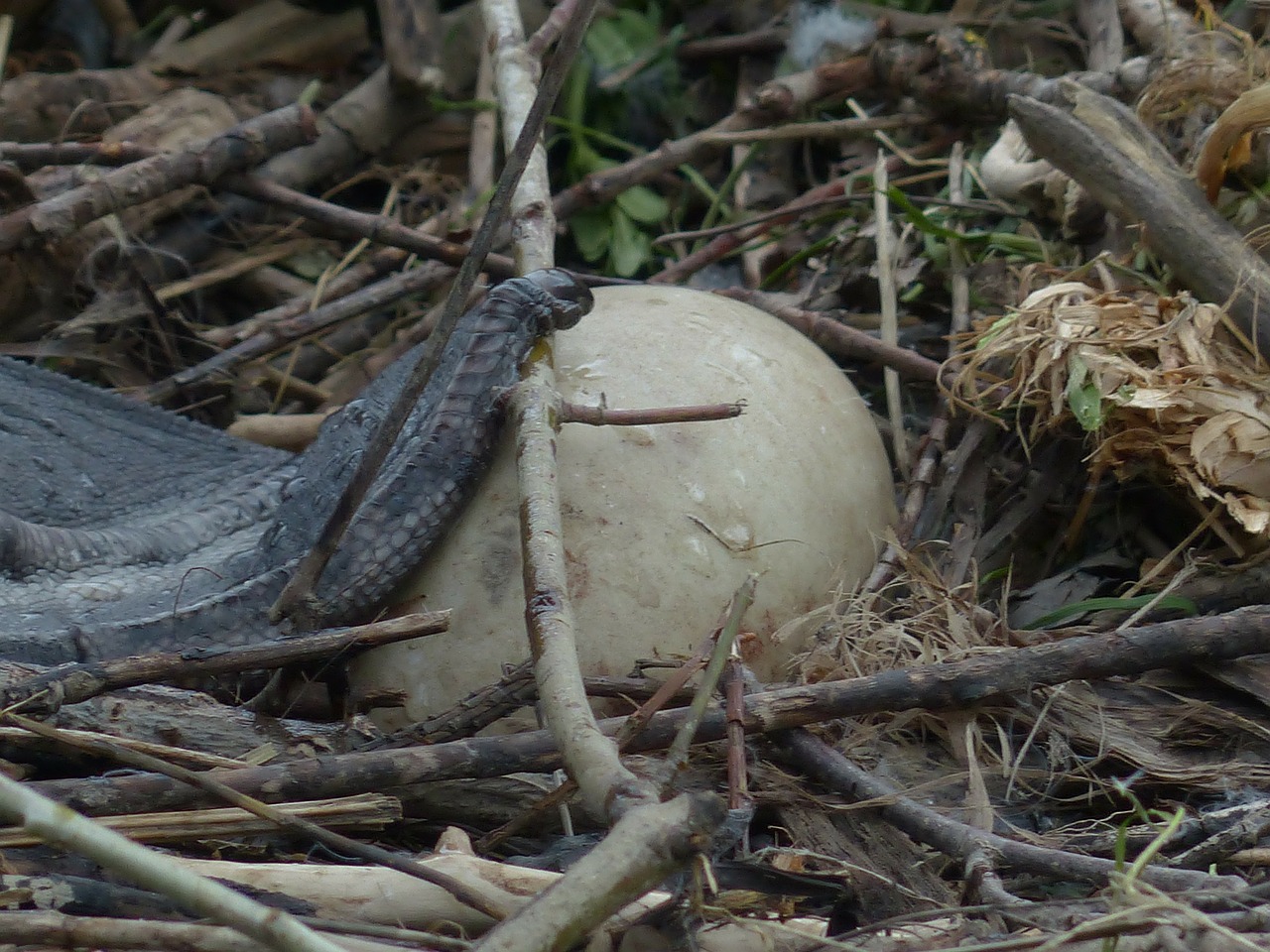 swan egg nest free photo