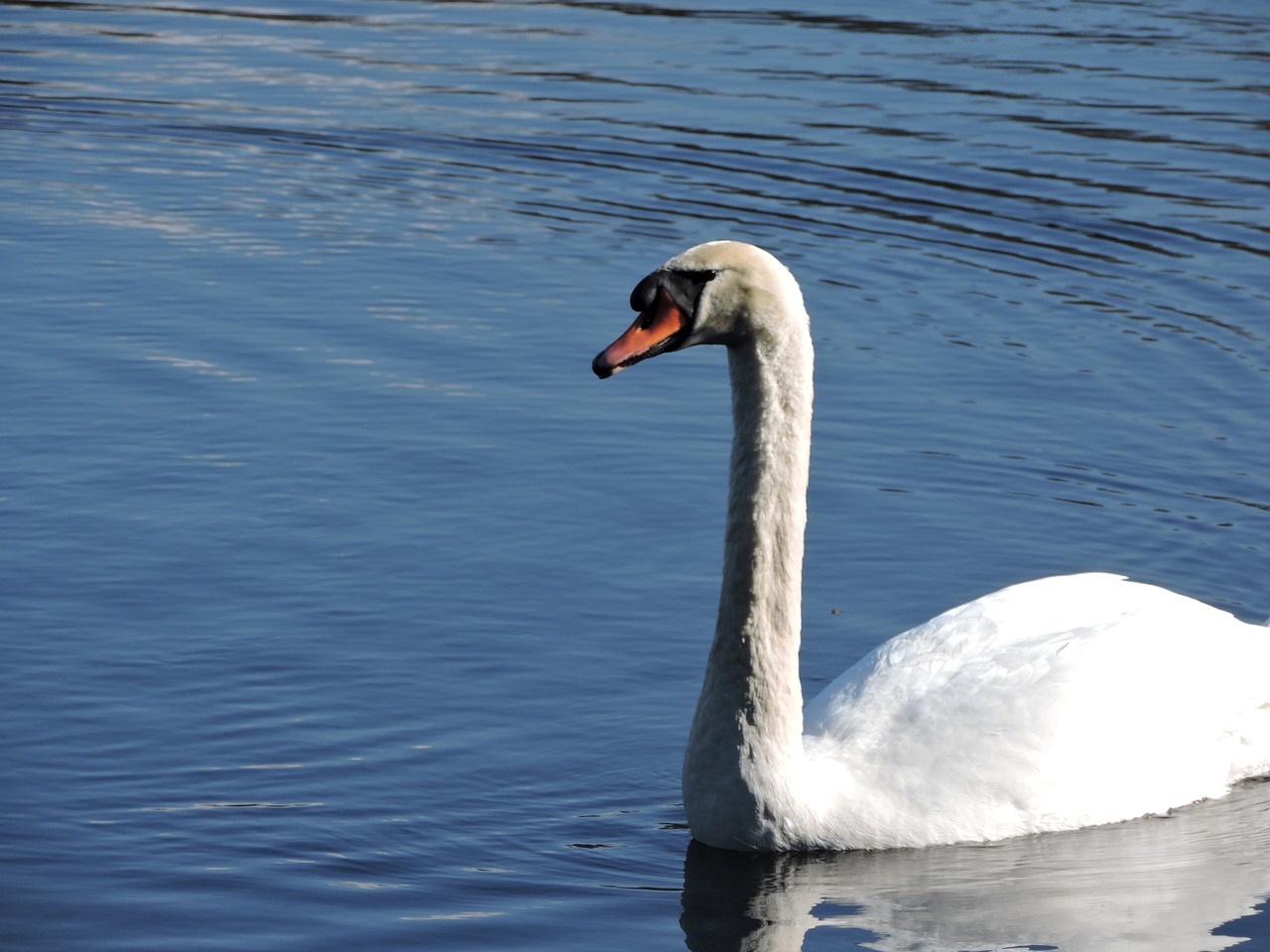 swan nature bird free photo