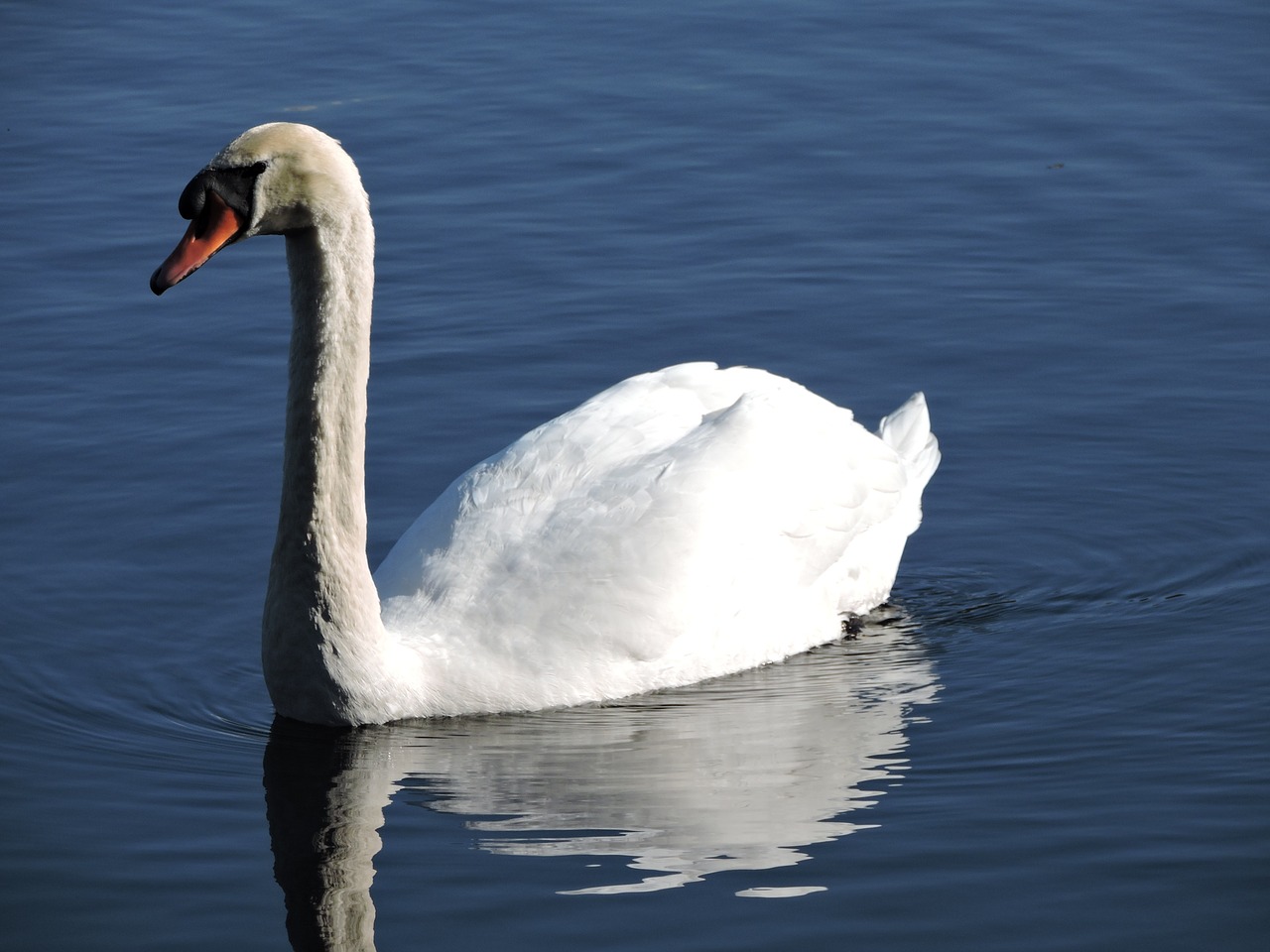 swan nature lake free photo