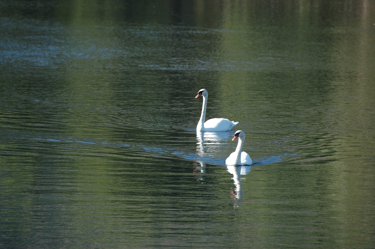 swan bird wildlife free photo