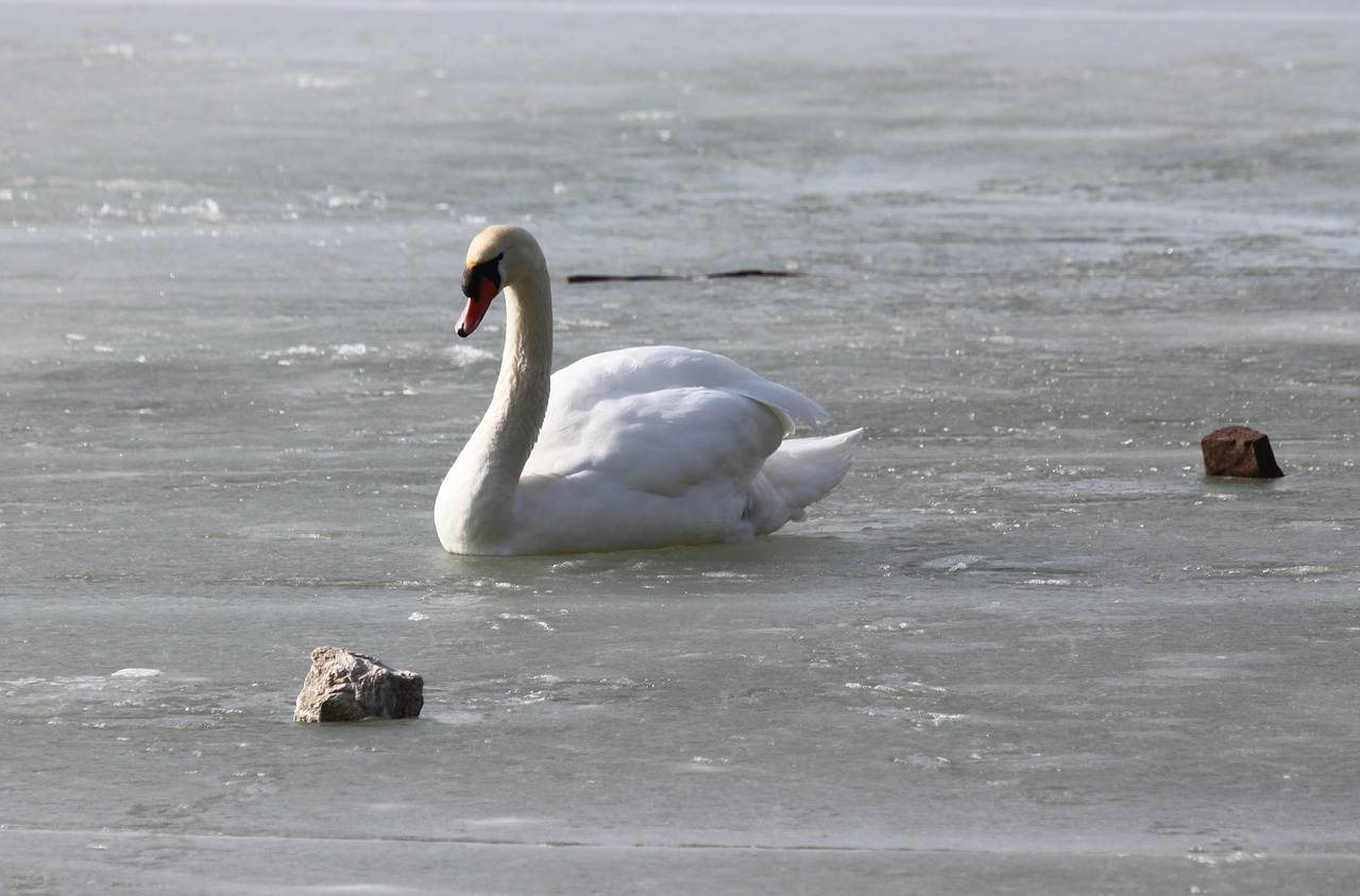 swan swans murten morat free photo