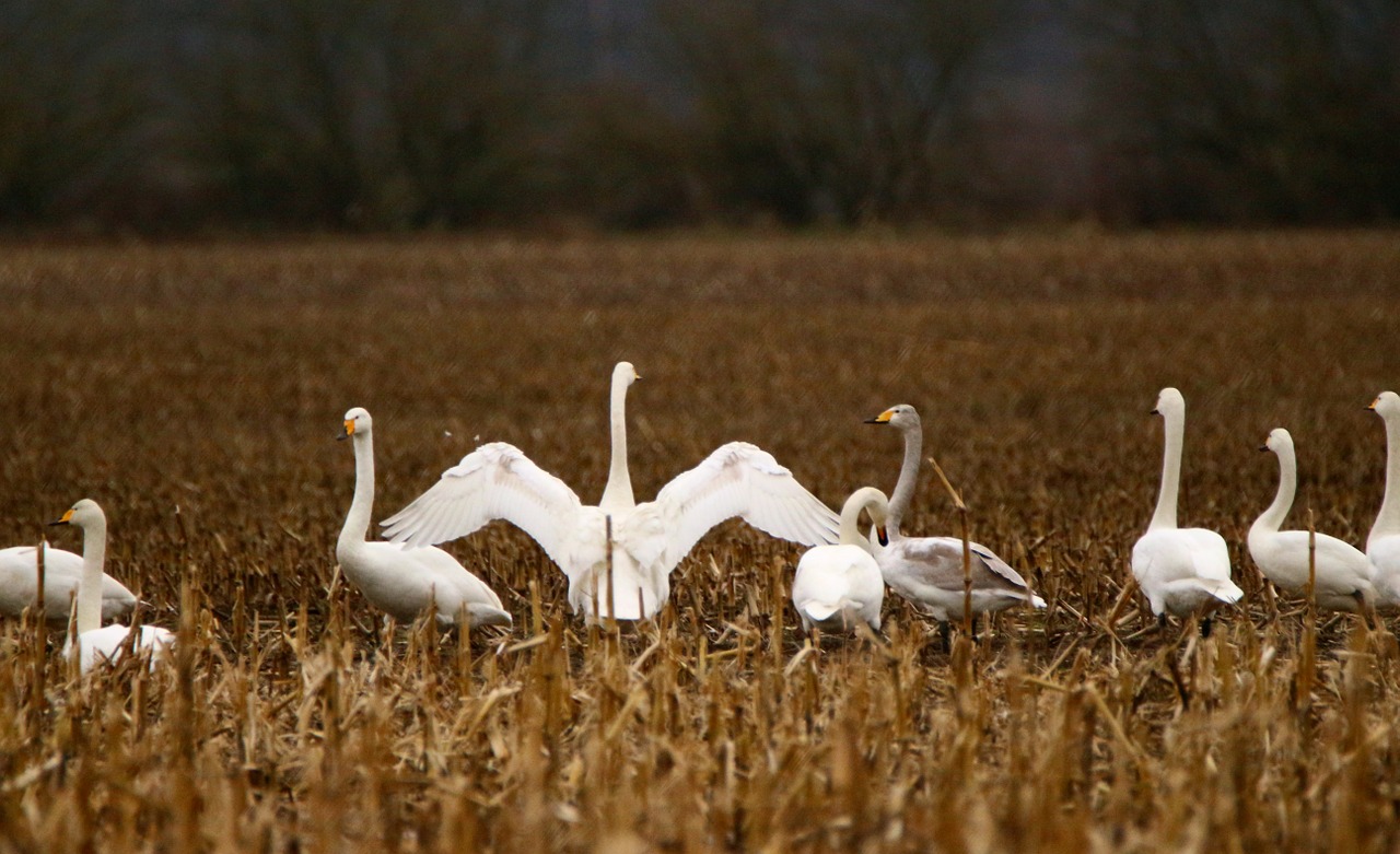 swan bird migratory bird free photo