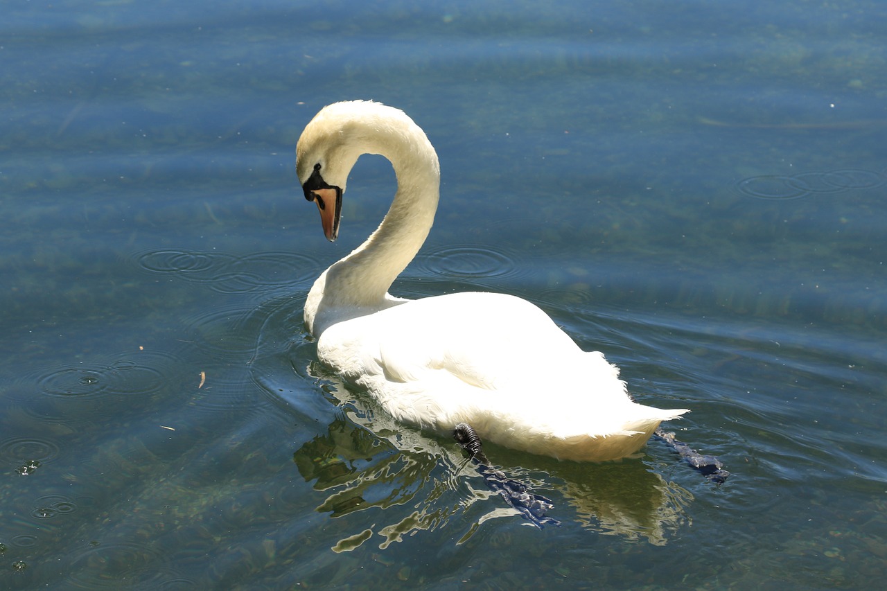 swan bird water free photo