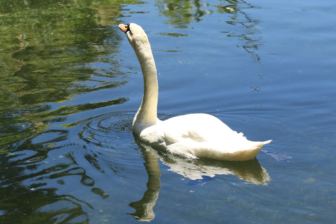 swan white water free photo