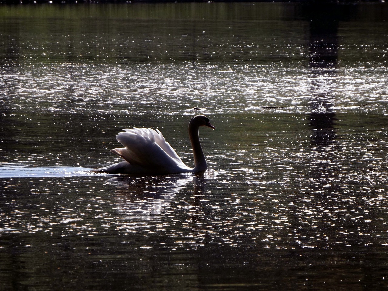 swan mattheiser pond pond free photo