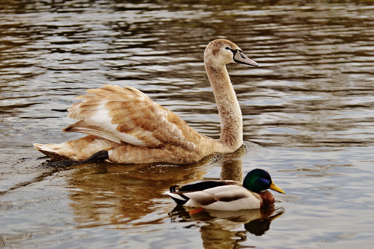 swan water bird animal world free photo