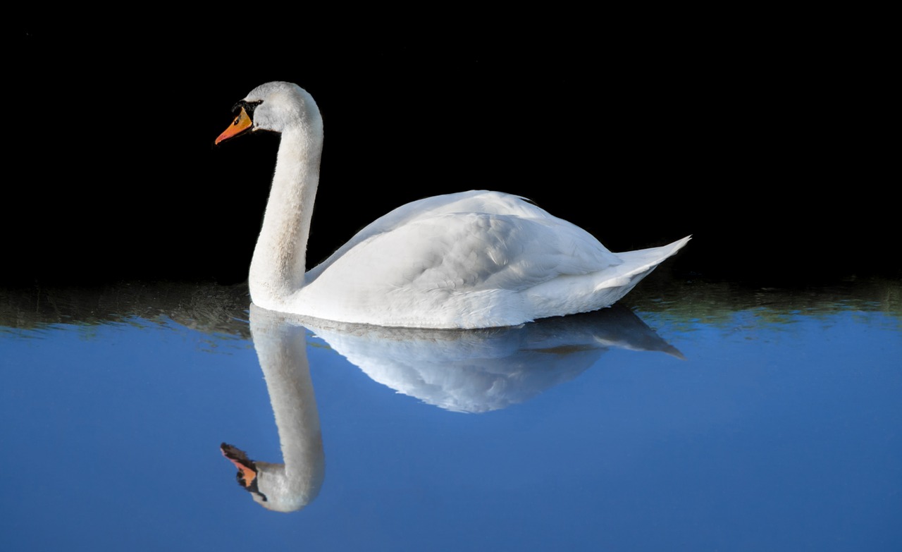 swan water swimming free photo