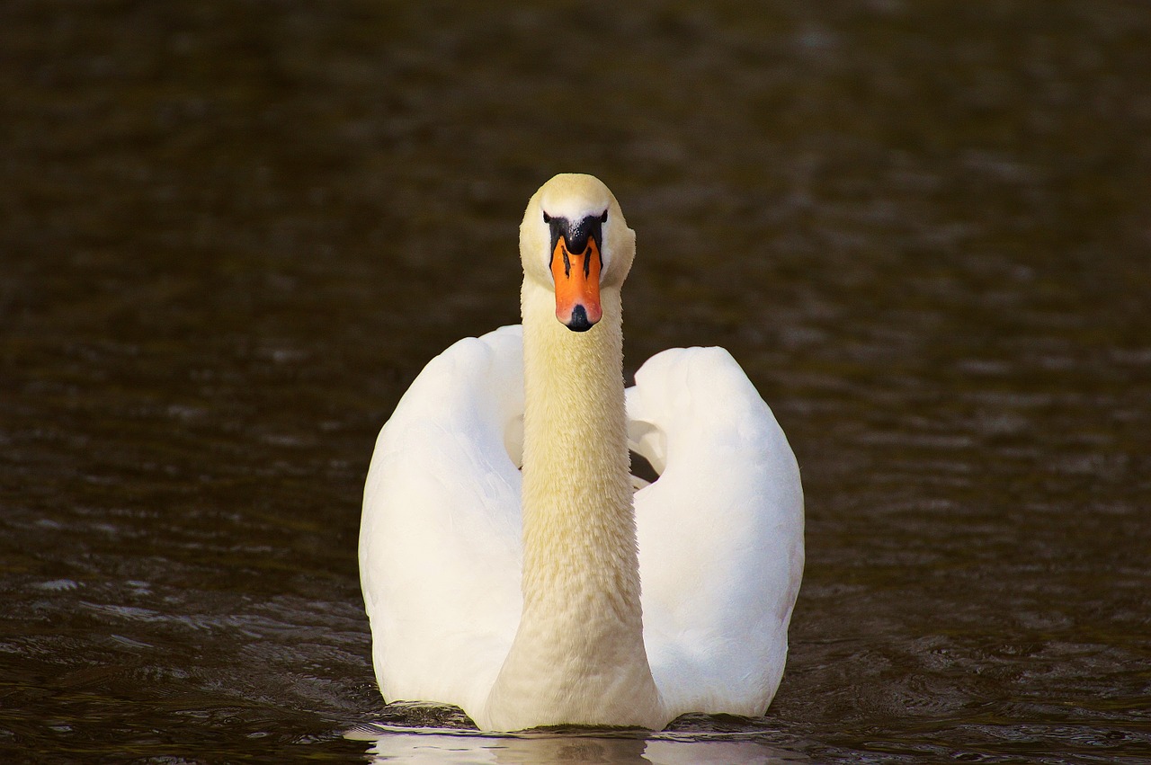 swan water bird animal world free photo