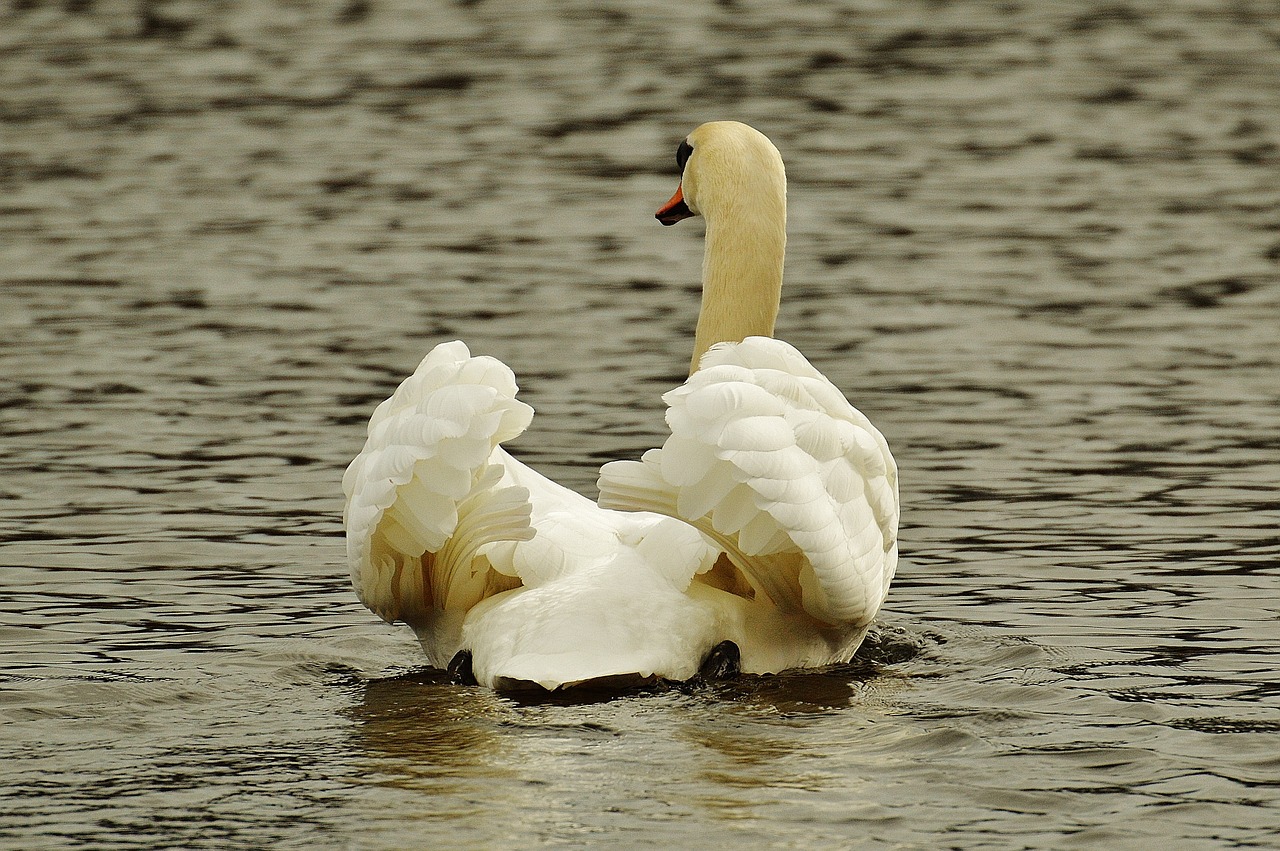 swan water bird animal world free photo